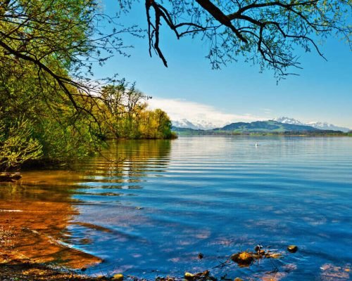 white-swan-on-the-lake-zuger-in-switzerland-2026-03-25-23-41-21-utc_optimized_200