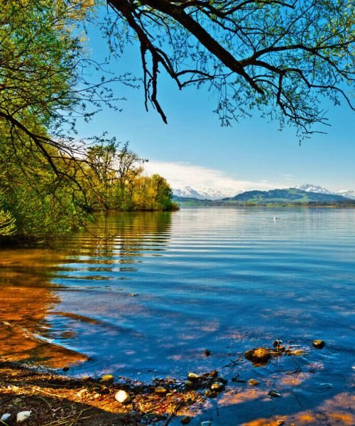 white-swan-on-the-lake-zuger-in-switzerland-2026-03-25-23-41-21-utc_optimized_200